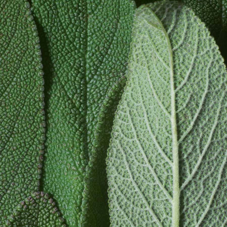 Dr. Haushcka Bronzing Powder 10 gr. #01 bronze (5)